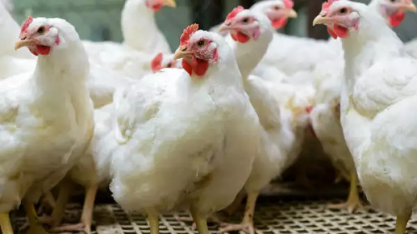 gallinas blancas