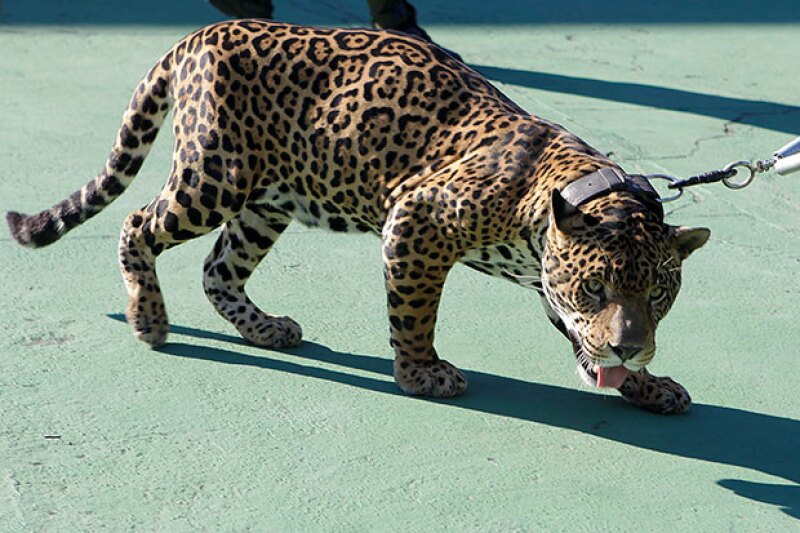Juma representaba a Ginga, la mascota de Río.