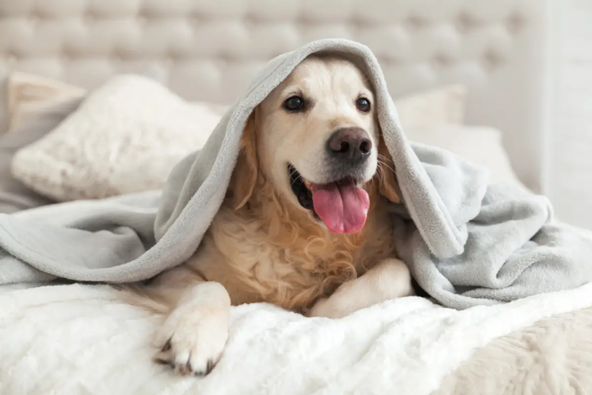 ¿Cómo proteger a tu mascota del frío en esta temporada?