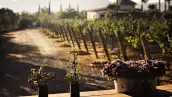 viñedos-valle-de-guadalupe.jpeg