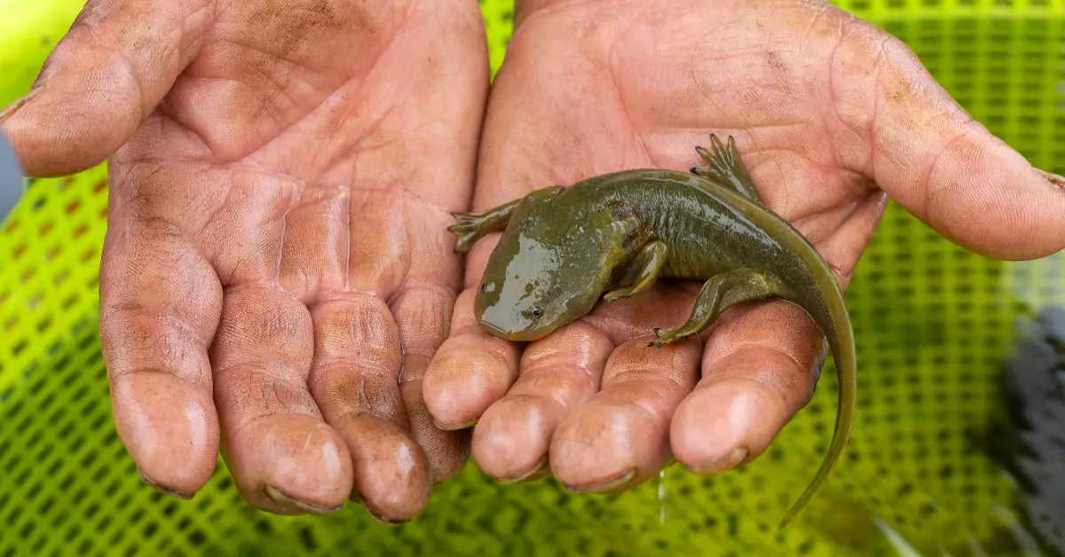 achote-animal-michoacan-.jpg