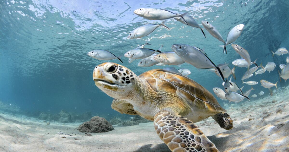 the ocean is a “soup of microbes” the ocean is a “soup of microbes”