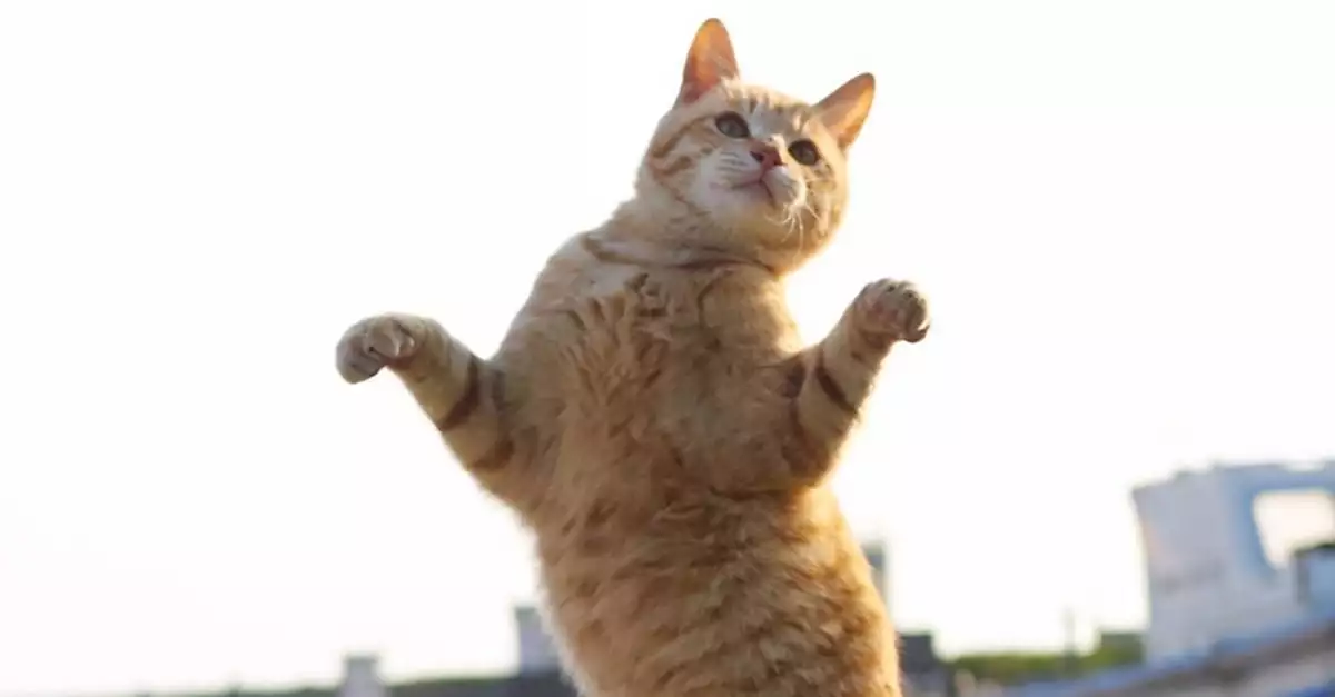 Gato ninja