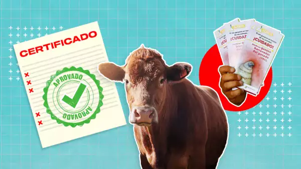 El gusano barrenador del ganado destapa irregularidades en la certificación en México