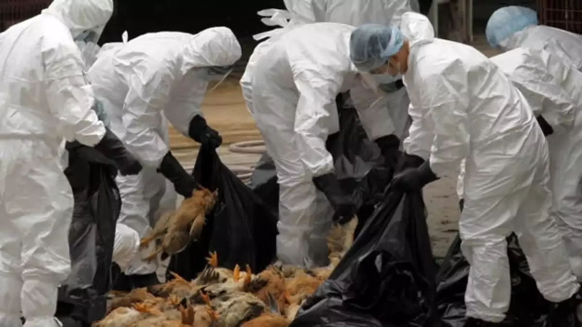 sacrifiicio de pollos por influenza