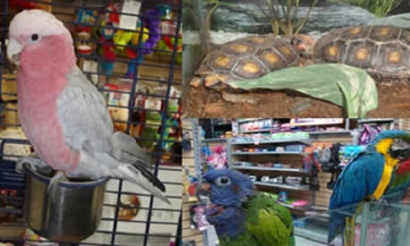 Maskota ya había retirado algunas especies de las tiendas previamente por restricciones de las autoridades. (Foto: Tomada de profepa.gob.mx )