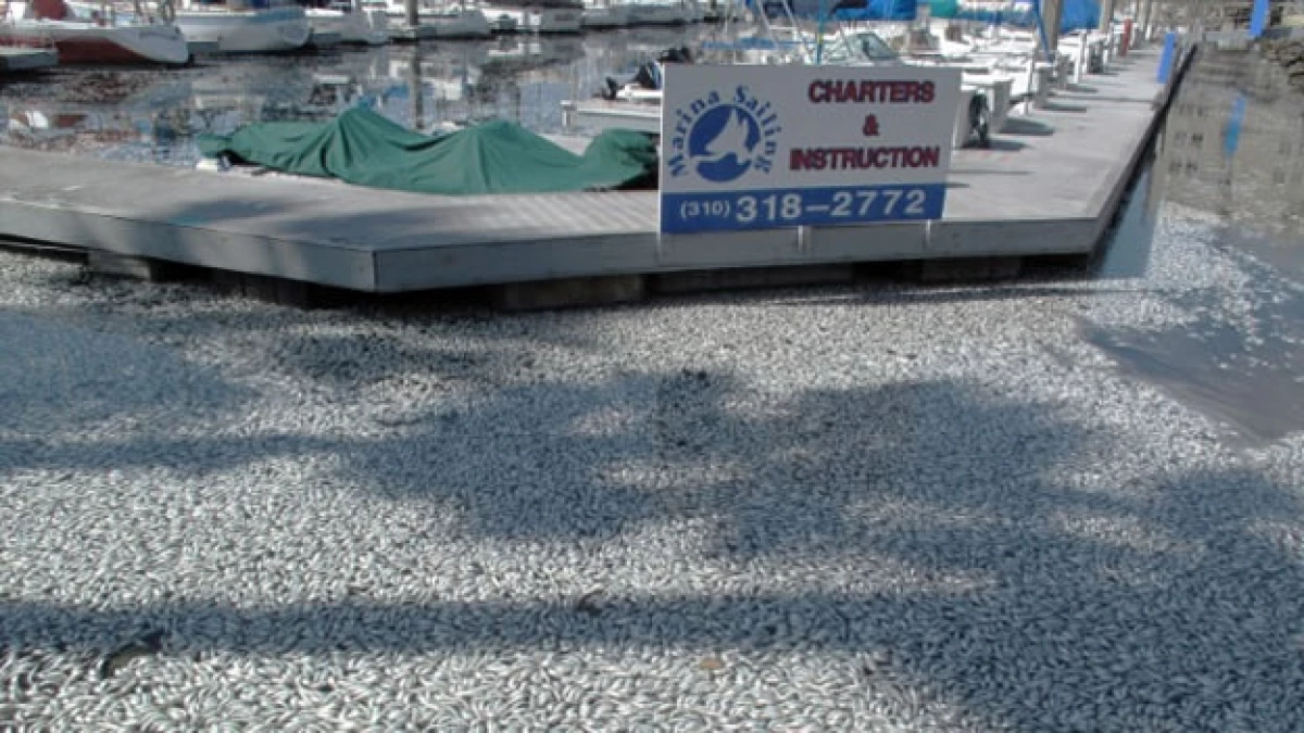 anchoas california