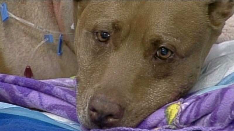 Pit bull