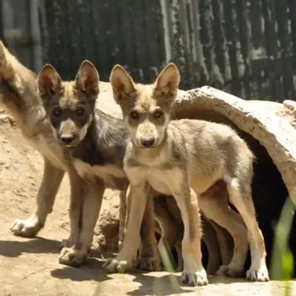 lobo mexicano San Juan 1