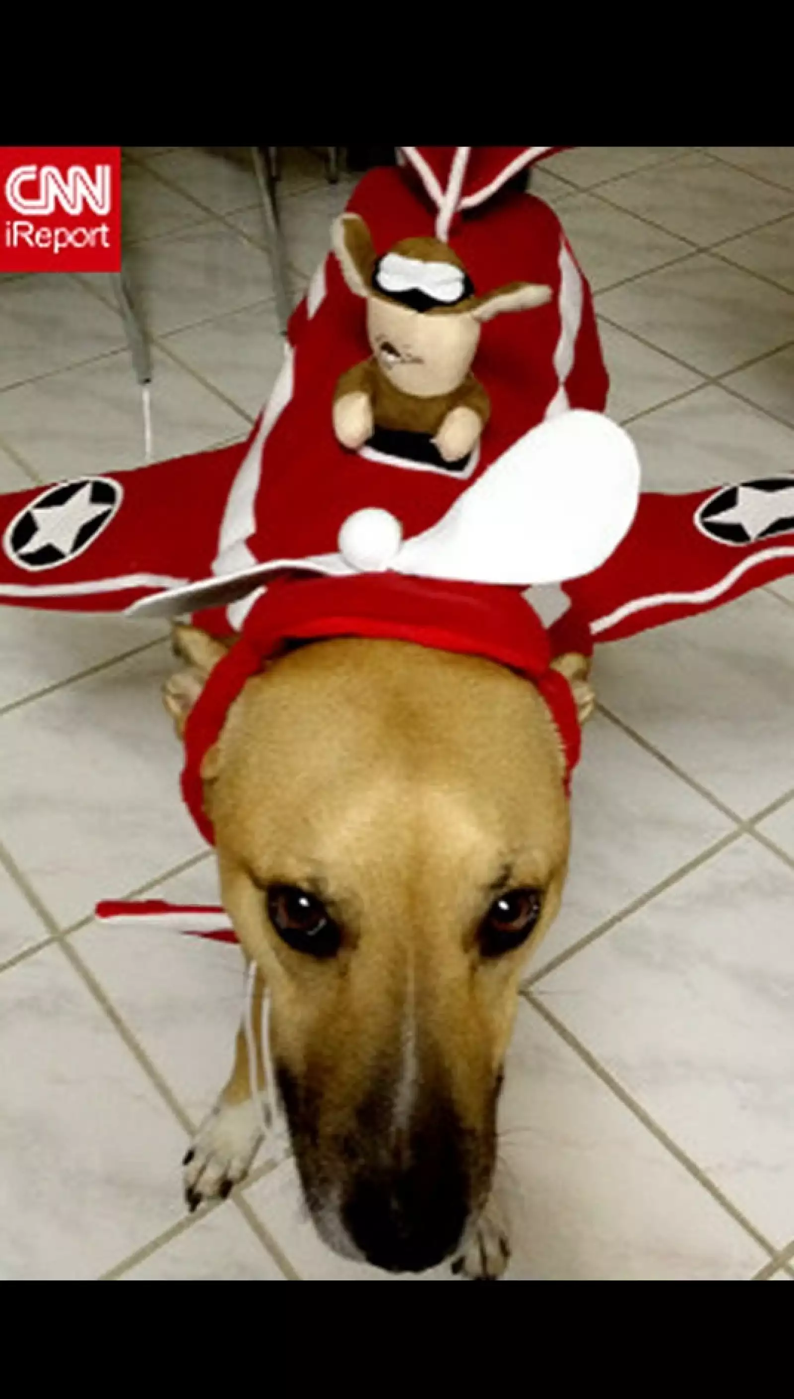 perros disfraz Halloween