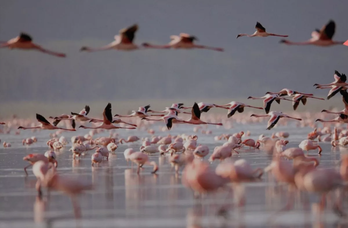 LAS-COLORADAS.jpg