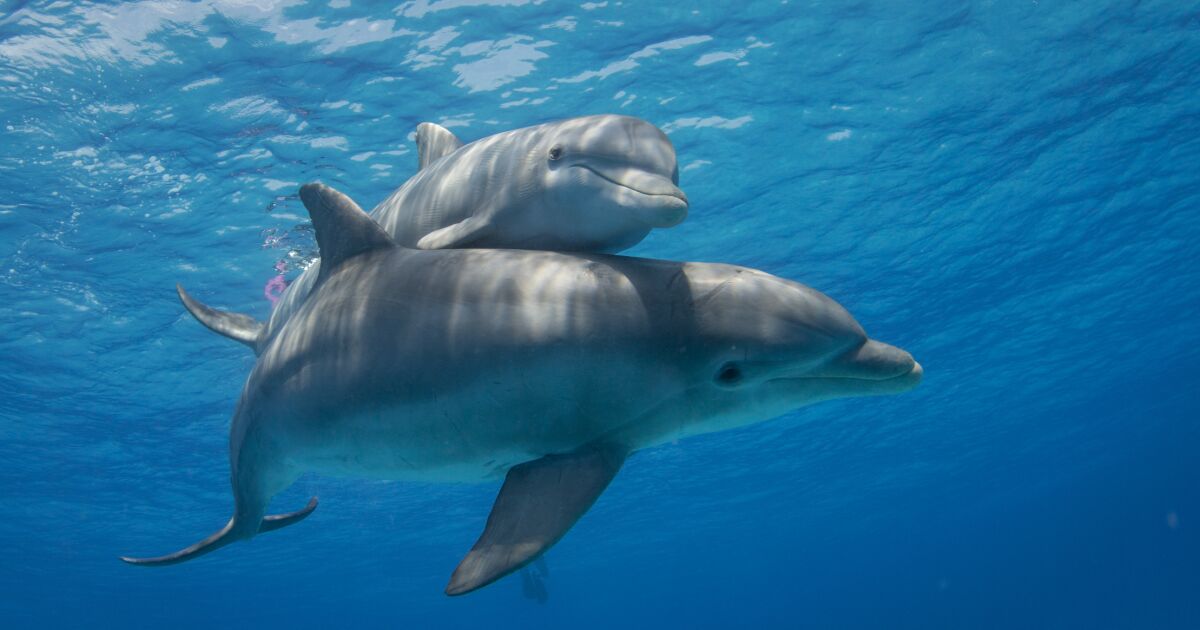 The pleasure organ of female dolphins matches that of humans