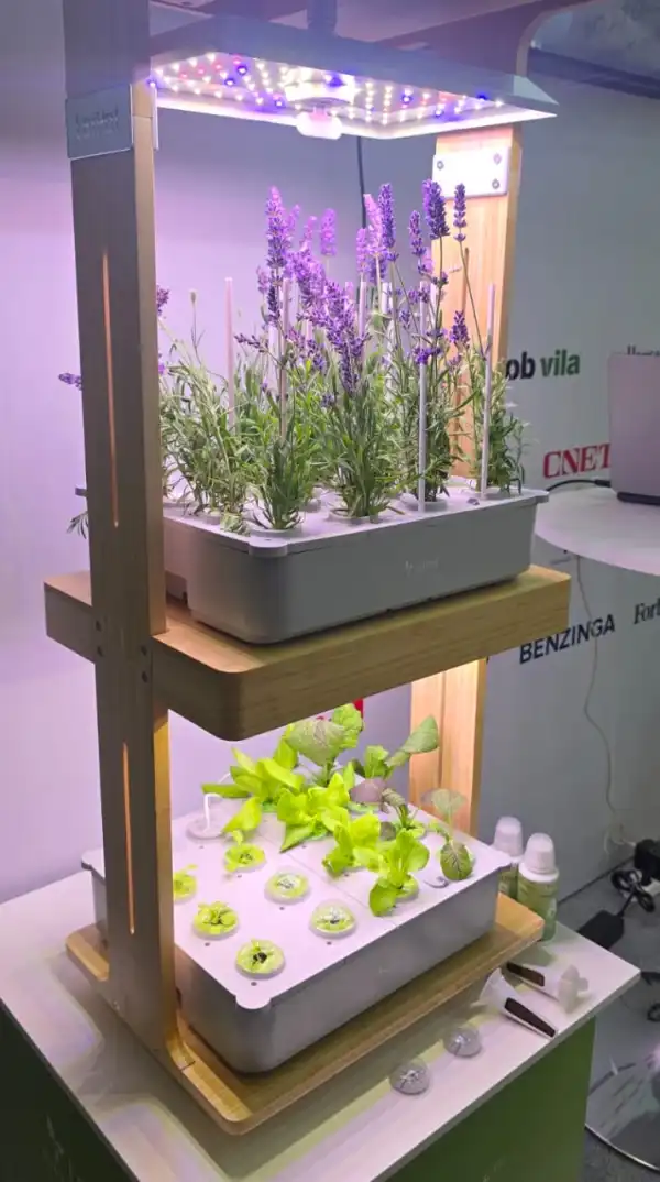 lepot-plantas-casa
