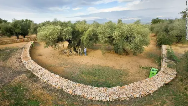 Olivas ancestrales