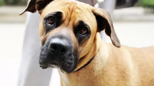 Evento perros polanco 