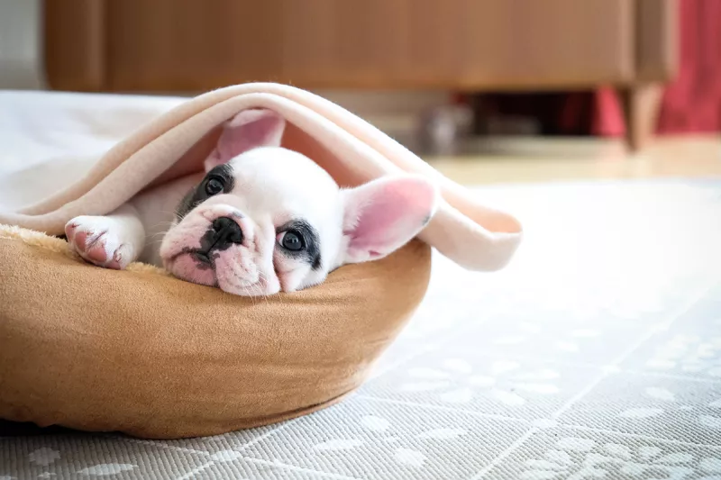 Bulldog francés acurrucado en camita de perro