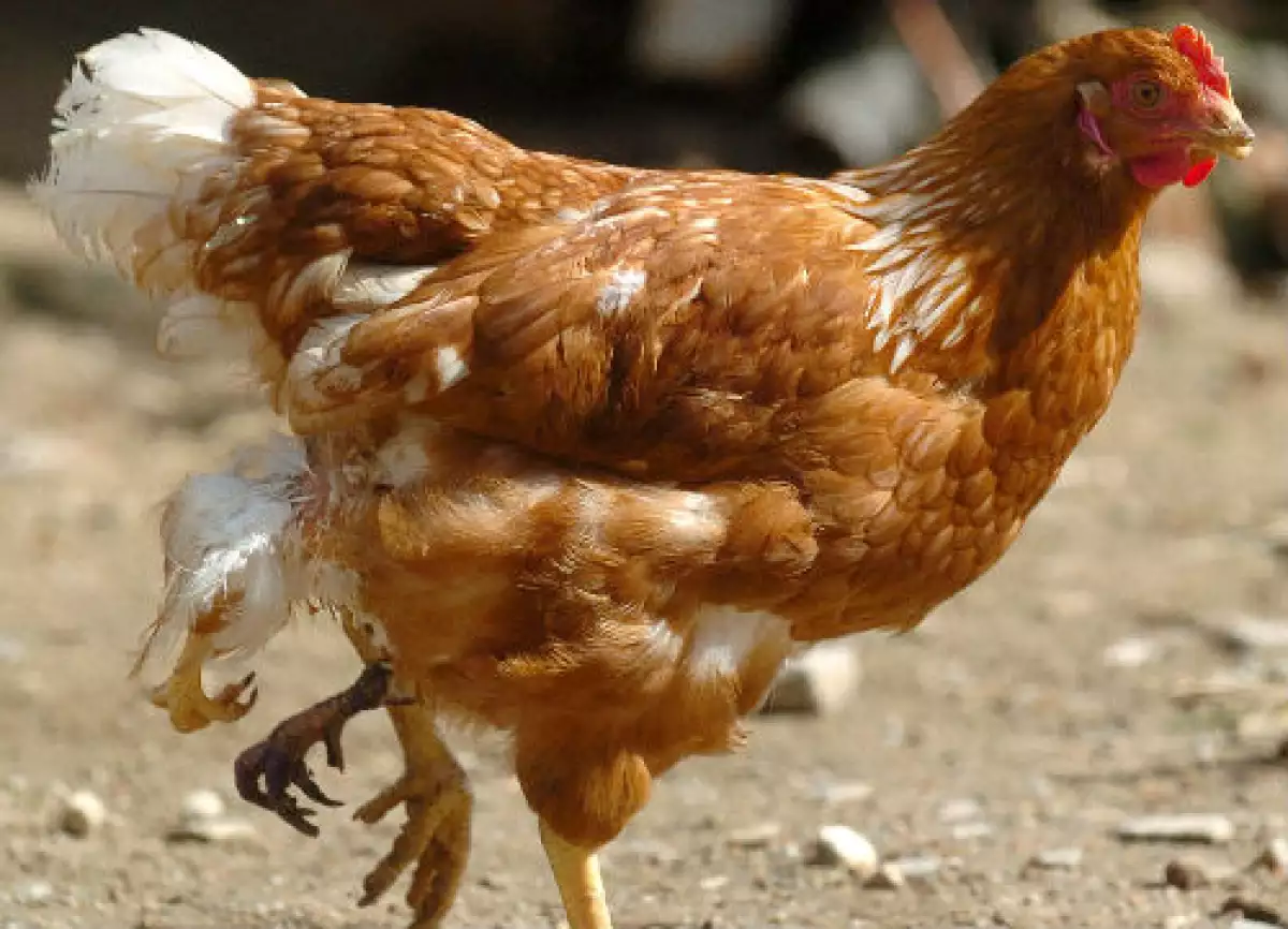 gallina