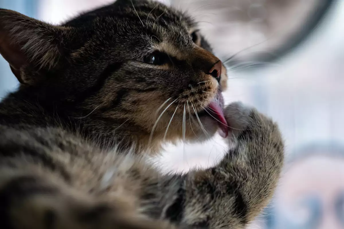 por-que-se-llama-karen-dueñas-gatos