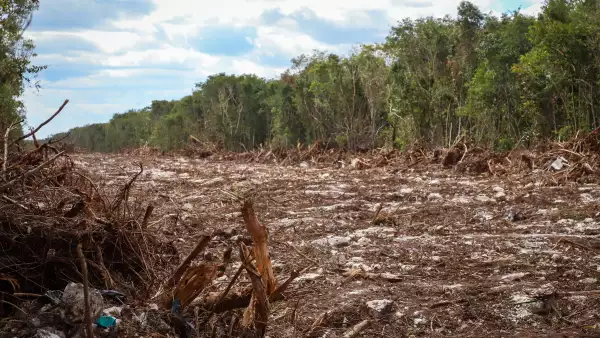 Tramo 5-Tren Maya-Tala de árboles