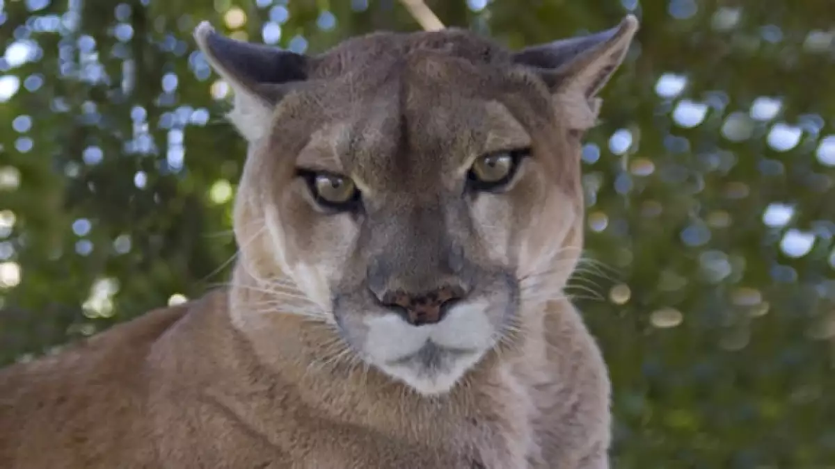 puma especies naturaleza