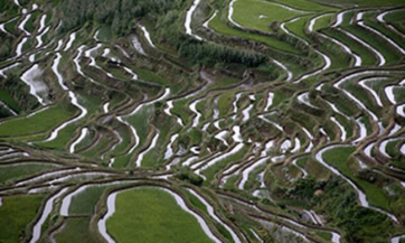 Al igual que con el vino, la calidad del sake depende de la región, el suelo y la calidad del agua en los sembradíos de arroz, además del pulido del mismo. (Foto: Photos to Go)
