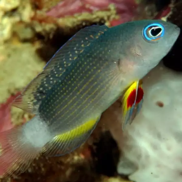 Bali, peces, pez, biodiversidad, nuevas especies