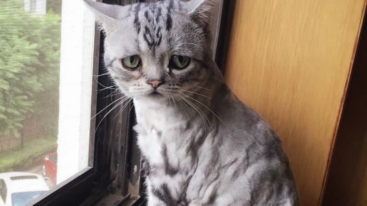 Luhu