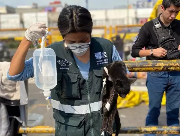 Maltrato Animal Mercado Sonora 