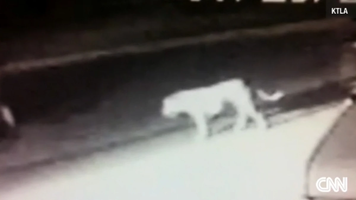 El animal que fue captado por un video de circuito cerrado, rondando las calles de Norwalk, California