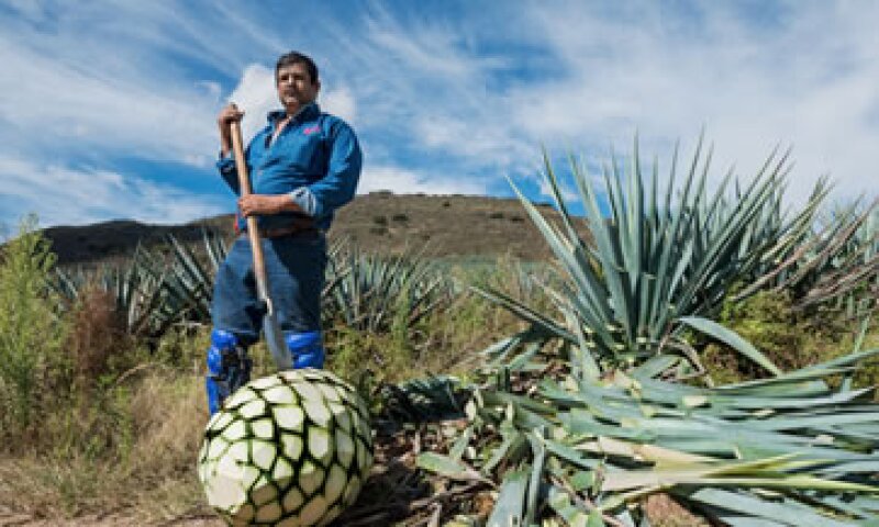 El jimador Don Pedro Chávez lleva 20 años trabajando en Don Julio (Foto: Ana Blumenkron)