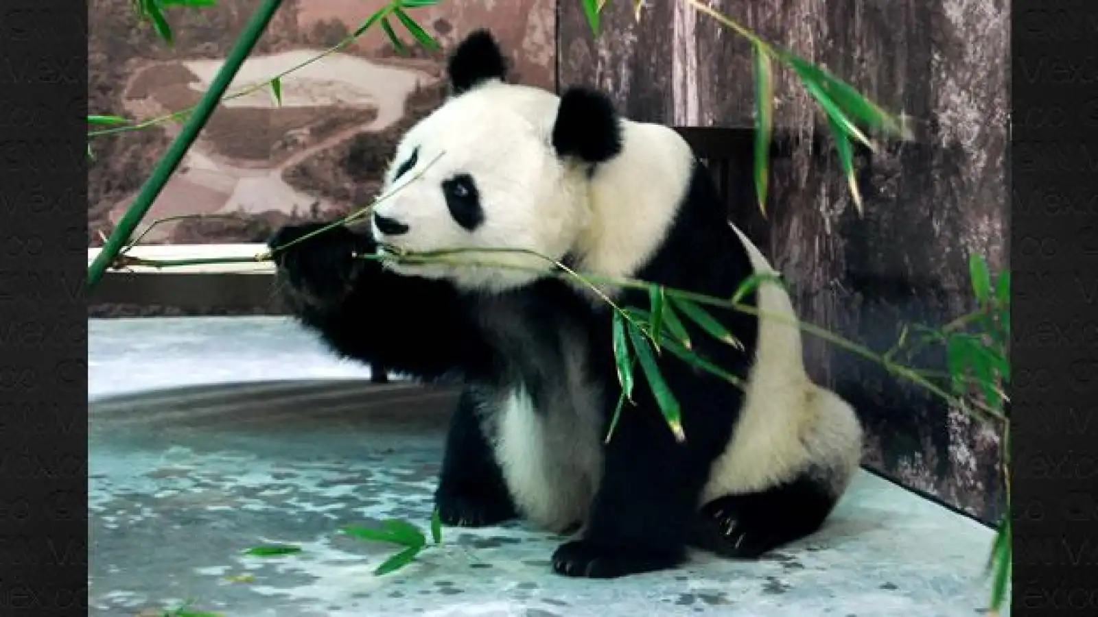 Panda Shuan Shuan