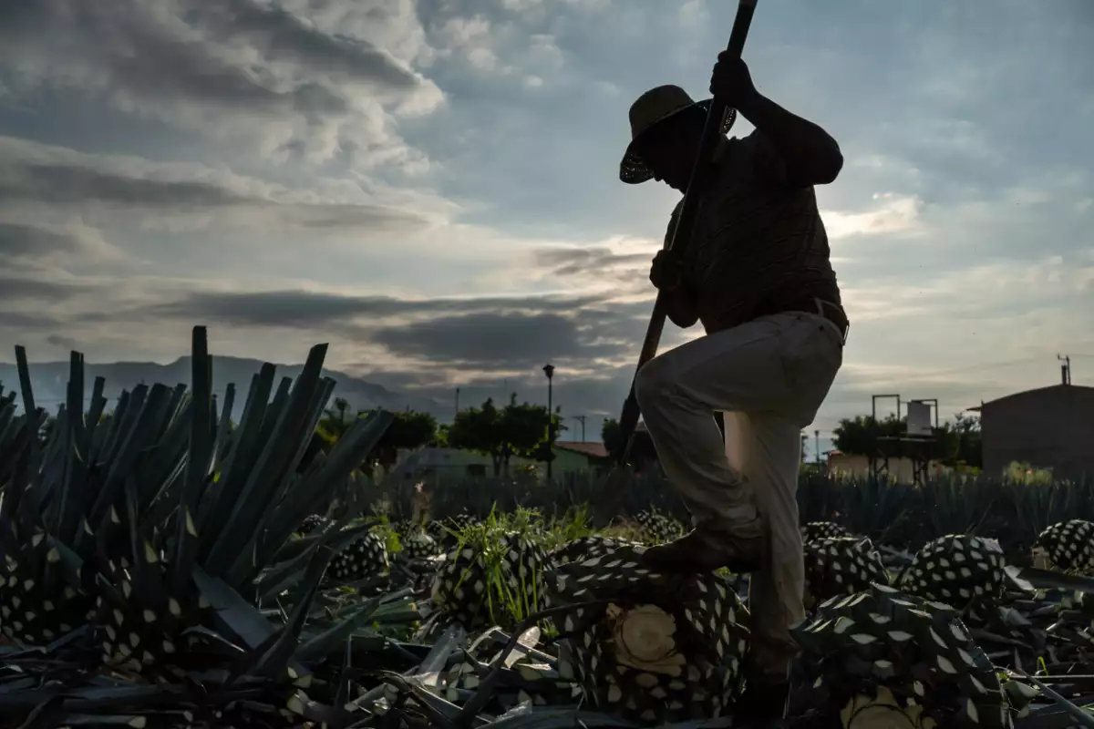 Sunrise cutting agave plants.
