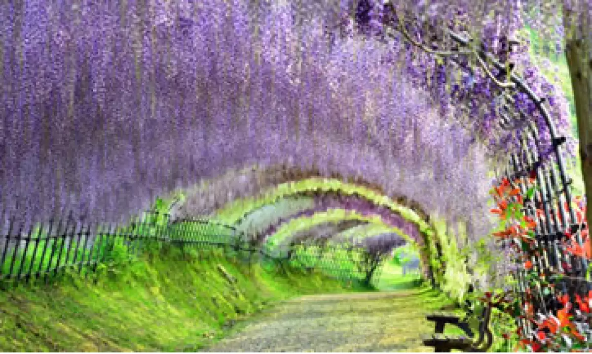 El Jardín Kawachi Fuji en Japón. (Foto: CNN)