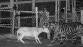 Un tigre toma por el cuello a un chivo.