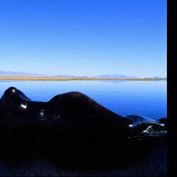 body, camuflaje 9
