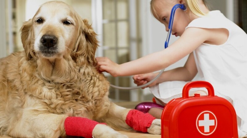 veterinario vet perro nina