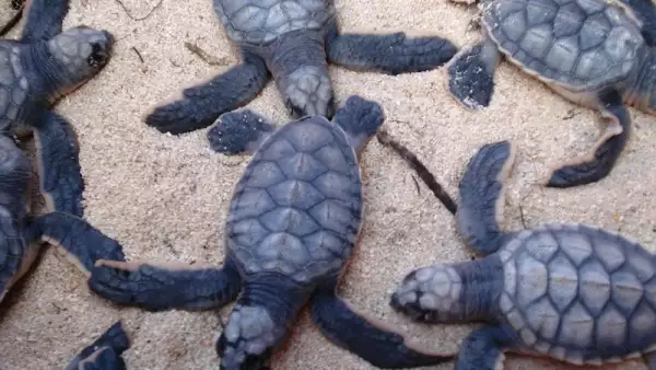 Life and Style Tortugas 2.jpg