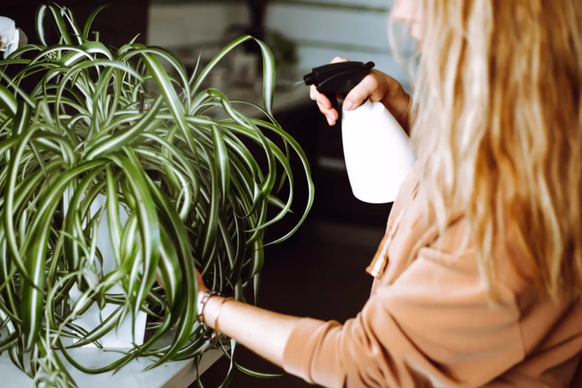 Woman sprinkling, watering houseplant.