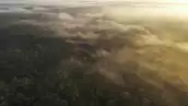 Una vista aérea muestras árboles y niebla de la selva de la Amazonía en Manaos, estado de Amazonas, Brasil. 