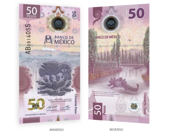 El ajolote llega al nuevo billete de 50 pesos
