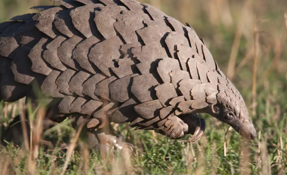 Pangolín