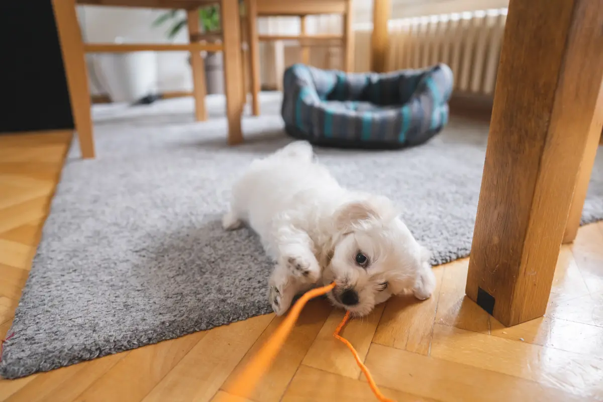 como-prepararte-llegada-cachorro
