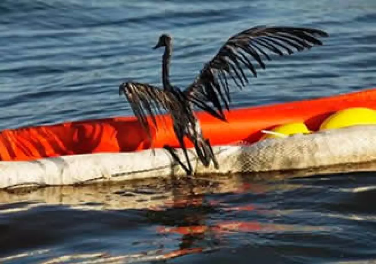 En el Golfo de México parece que la vida volvió a la normalidad pero no para los pesacadores quienes antes vivían del mar que aún arroja petróleo. (Foto: AP)