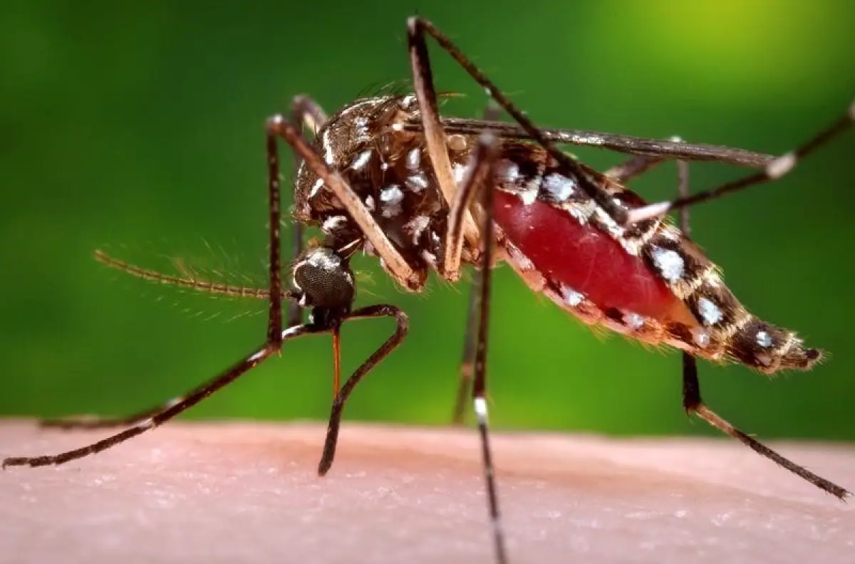 dengue-sintomas-niños-adultos
