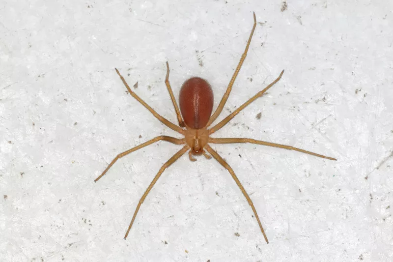 Alertan por nueva especie de araña violinista en CDMX y Edomex. 