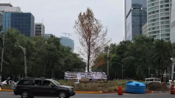 Elementos de rehabilitación de jardines y bosques se encuentra rehabilitado la zona donde fue instalado el Ahuehuete antes glorieta palma. Mencionaron que el Ahuehuete está en observación  y más que estar muriendo le apuestan a que se encuentra estresa