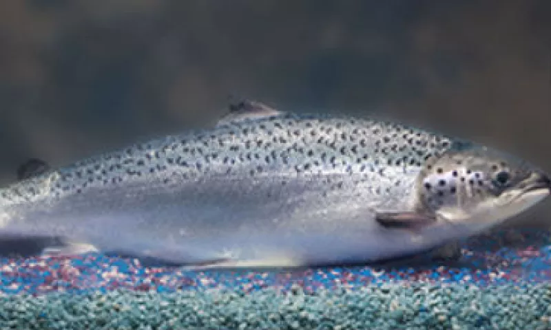 salm�n_transg�nico