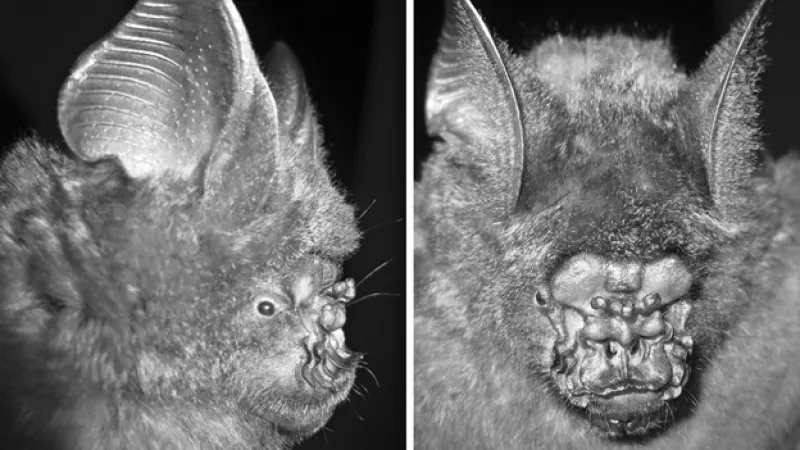 murcielago nariz de hoja especies