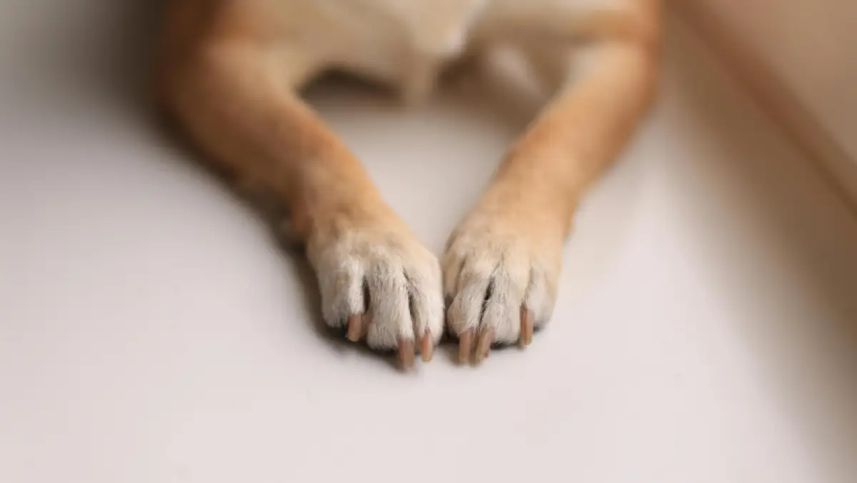 perro longevo muere.png