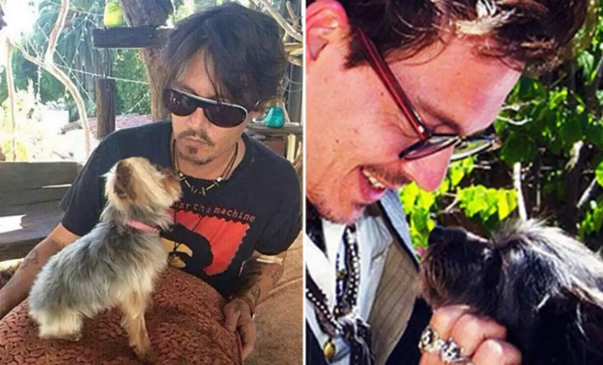 Un ministro de salubridad puso un ultimátum de 50 horas al actor para enviar a sus dos Yorkshire Terrier de regreso a California.